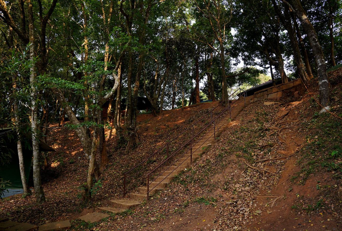 Forest Trail